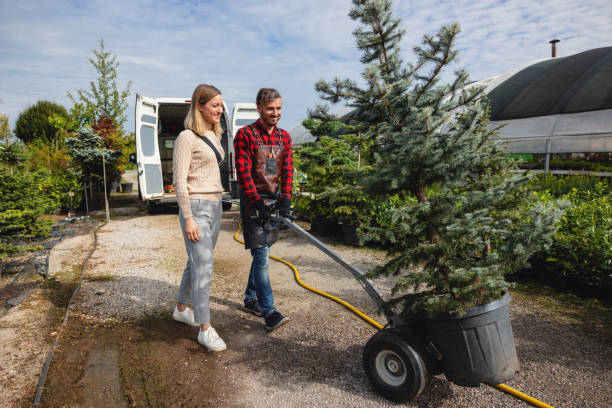 The Steps Involved in Our Tree Care Process in Nice, CA